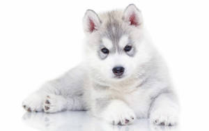 Gray Husky Puppy Simple Wallpaper