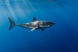 Gray Shark On Water Wallpaper