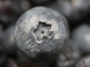 Grayscale Blueberry Macro Selective Focus Wallpaper