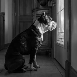 Grayscale Pitbull Staring Outside Wallpaper