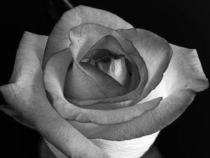 Grayscale Rose Iphone Wallpaper