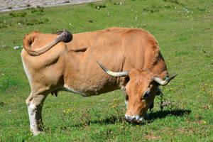 Grazing Aubrac Ox Wallpaper