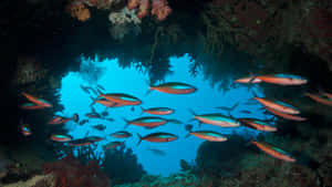 Great Barrier Reef Fish School Wallpaper