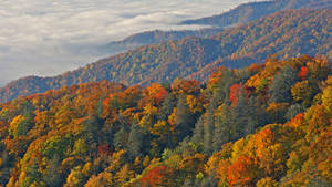 Great Smokey Mountain Slope Wallpaper