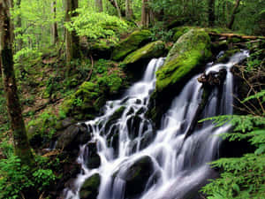 Great Smoky Mountains National Park Green Wallpaper