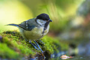 Great Tit Beside Water900x600 Wallpaper