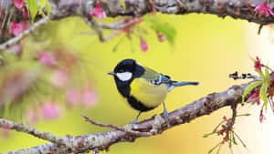 Great Tit Perchedon Flowering Branch Wallpaper