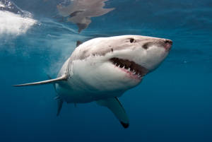 Great White Shark Swimming Wallpaper