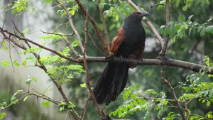 Greater Coucal Mumbai Wallpaper