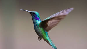 Green And Blue Hummingbird Wallpaper