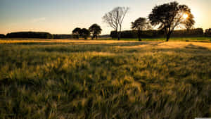 Green And Browngrass Field Wallpaper