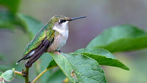 Green And White Hummingbird Wallpaper