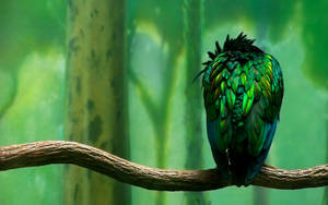 Green Bird On A Branch Wallpaper