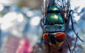 Green Blow Fly Wallpaper