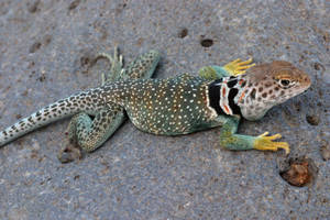 Green Brown Collared Lizard Wallpaper