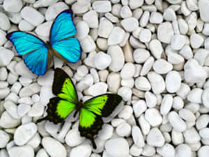 Green Butterfly Blue Butterfly White Pebbles Wallpaper