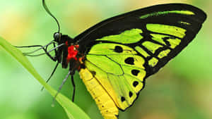 Green Butterfly Resting Nature Wallpaper