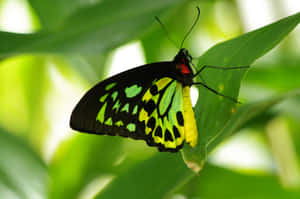 Green Butterfly Resting On Leaf Wallpaper