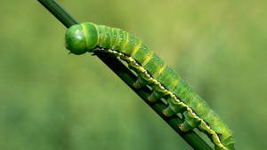 Green Caterpillar Insect Wallpaper