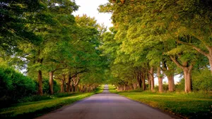 Green Driveway Trees In Kings Avenue, Norfolk England Wallpaper