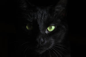 Green Eyed Cat Black And White Pfp Wallpaper