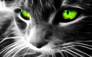 Green-eyed Cool Cat Wallpaper