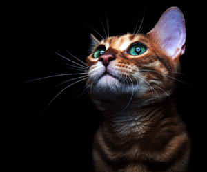 Green Eyes Cute Cat Pfp Wallpaper