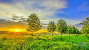 Green Farm With Sun Rise Wallpaper