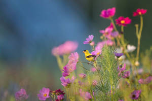 Green Floral Bird Wallpaper