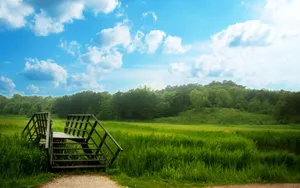 Green Forest Park Nature Wallpaper