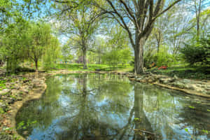 Green Forest With Pond Wallpaper