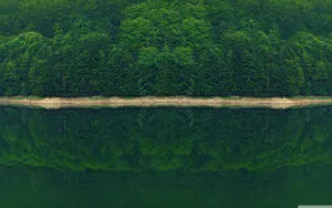 Green Forest With River Wallpaper