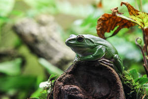 Green Frog On Rock Wallpaper