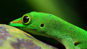 Green Gecko On Moss Rock Wallpaper