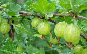 Green Gooseberry Fruit Wallpaper