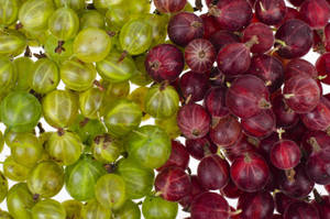 Green Gooseberry Red Gooseberry Wallpaper