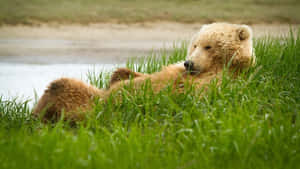 Green Grass And Brown Bear Wallpaper