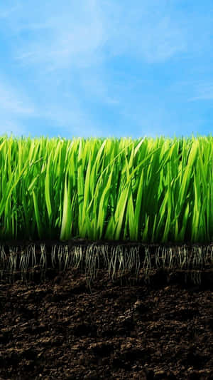 Green Grass And Roots With Soil Wallpaper