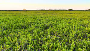 Green Grass Everglades National Park Wallpaper