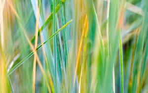 Green Grass Fields Surrounded By Mountains And A Blue Sky. Wallpaper