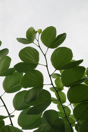 Green Heart Shaped Leaves Wallpaper