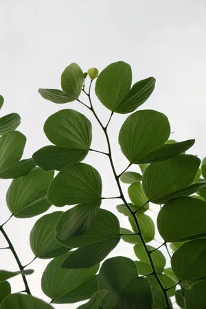 Green Heart Shaped Leaves Wallpaper