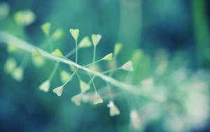 Green Heart Shaped Macro Flower Wallpaper