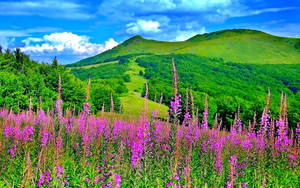 Green Hill In Siberia Wallpaper