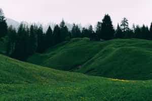 Green Hills Forest Wallpaper