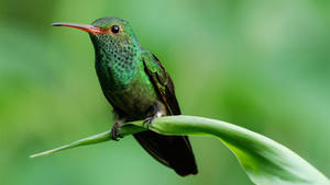 Green Hummingbird On Long Leaf Wallpaper