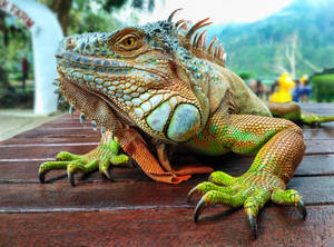 Green Iguana On Wooden Table Wallpaper