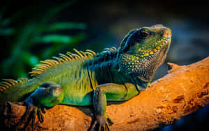 Green Iguana Sunbathing Wallpaper