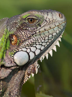 Green Iguana With White Scaly Skin Wallpaper