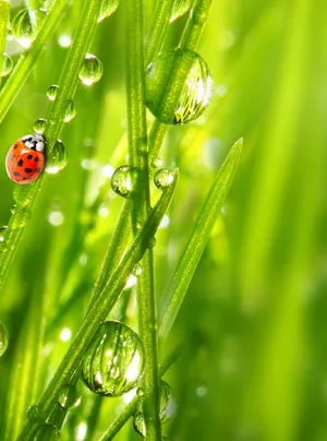 Green Ipad [wallpaper] Wallpaper